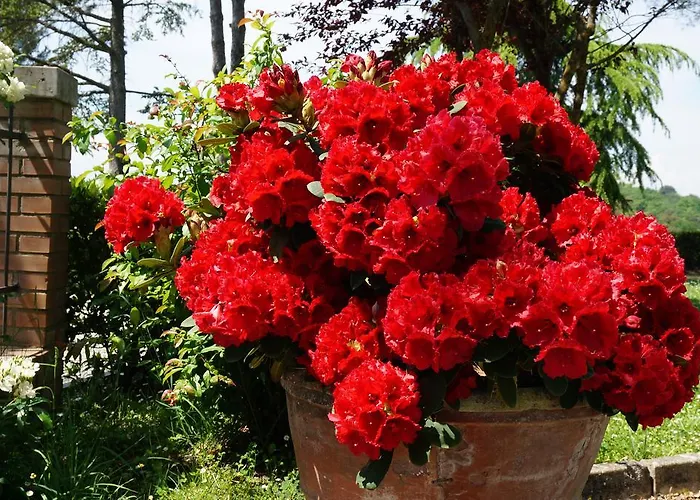 Agriturismo Il Colle Farm stay Siena