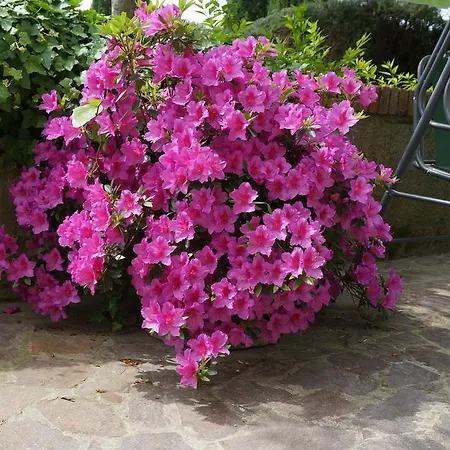 Il Colle مزرعة للإقامة سيينا